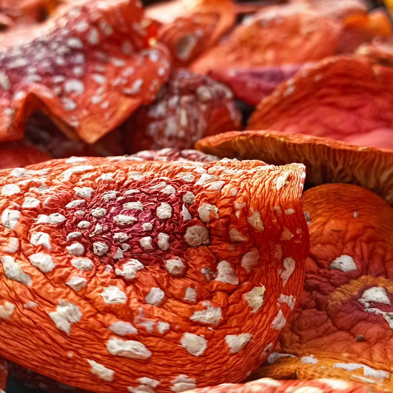 Шляпки красного мухомора